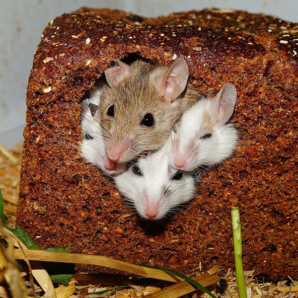 hamsters-in-loaf-of-bread