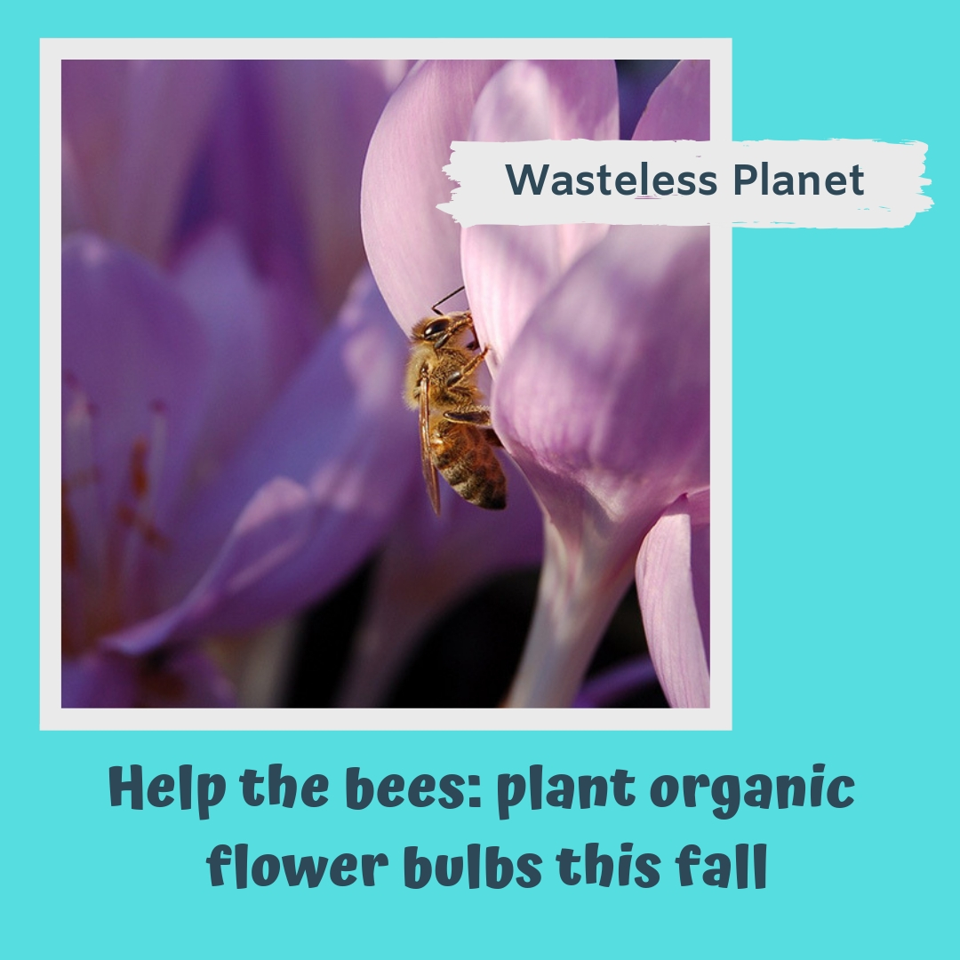 Help the bees plant organic flower bulbs this fall Wasteless