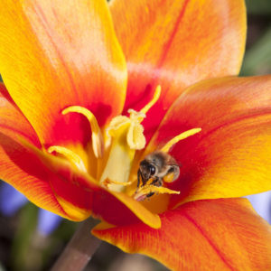 bee-on-orange-tulip