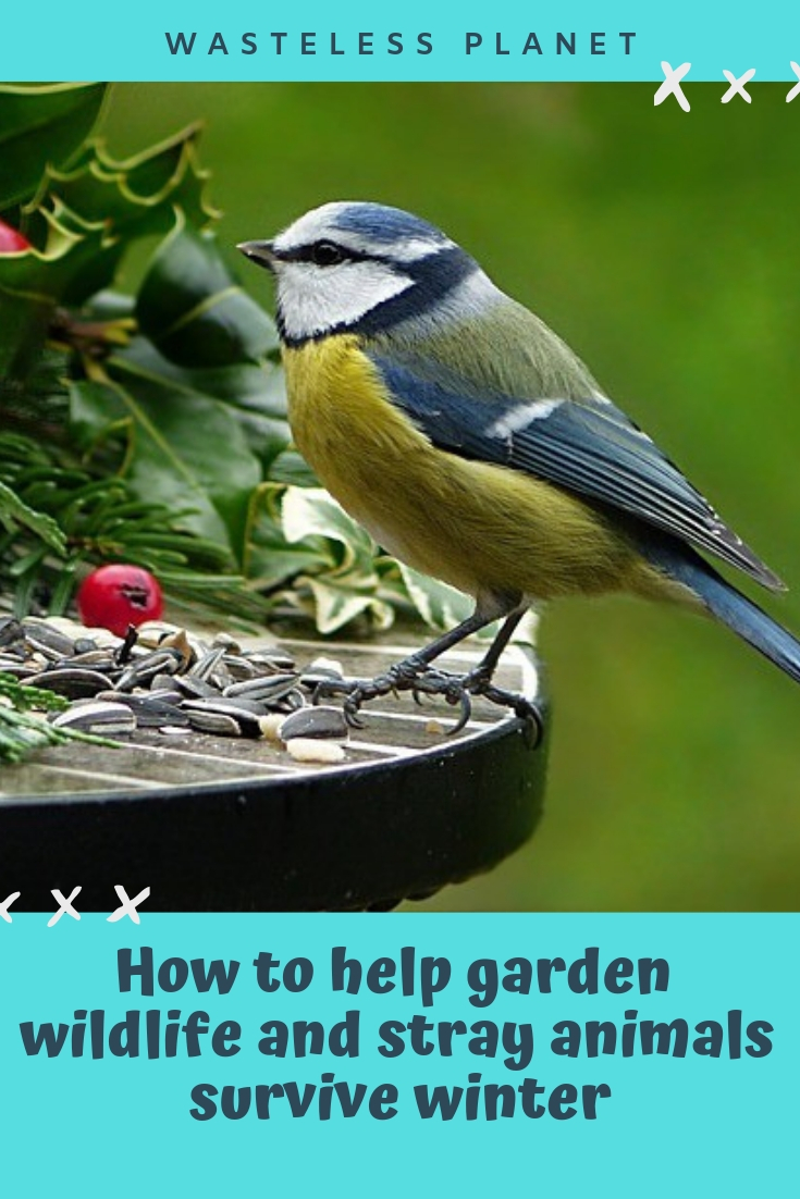 How to help garden wildlife and stray animals survive winter