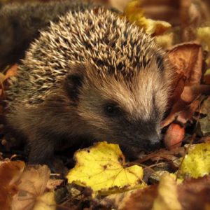 Hedgehog in fall leaves