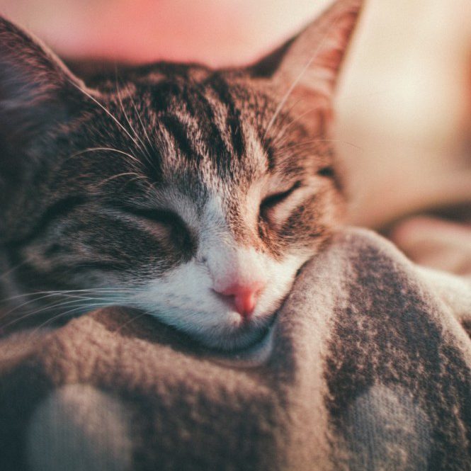 catonblanket Wasteless