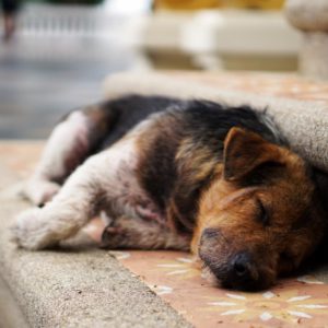 Stray dog sleeping on bench