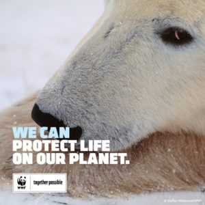 Polar bear | We can protect life on our plaanet WWF