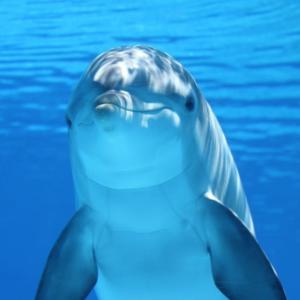 Dolphin looking at you in clear blue water