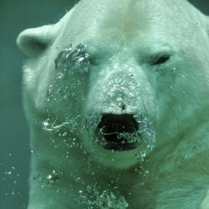 Polar bear under water in green ocean