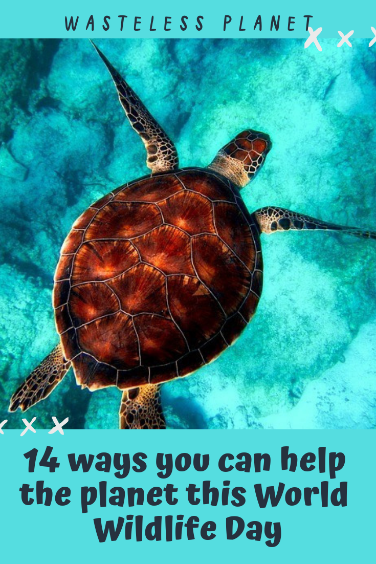 14 ways you can help the planet this World Wildlife Day