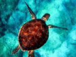 Turtle swimming in turqoise waters
