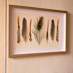 Framed Feathers Under Glass Wall Art