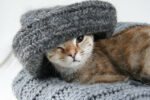 Kitten wrapped in grey sweater