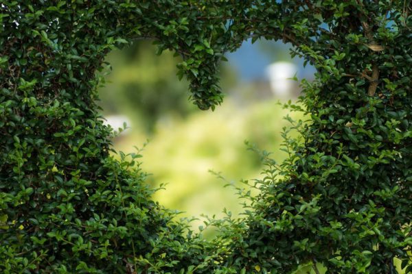Heart shaped peep hole through green hedge with faded light green background