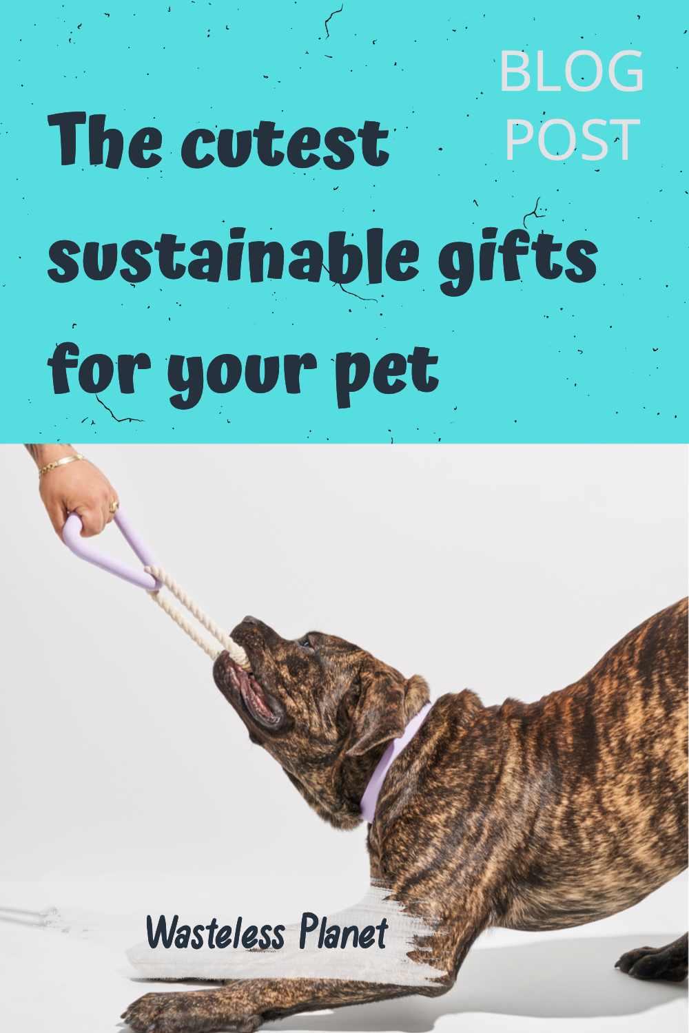 These are the cutest sustainable gifts for your pet (cats and dogs)